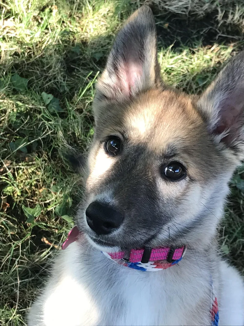 A baby medium-sized female Husky dog named Dior for adoption in Bothell, WA