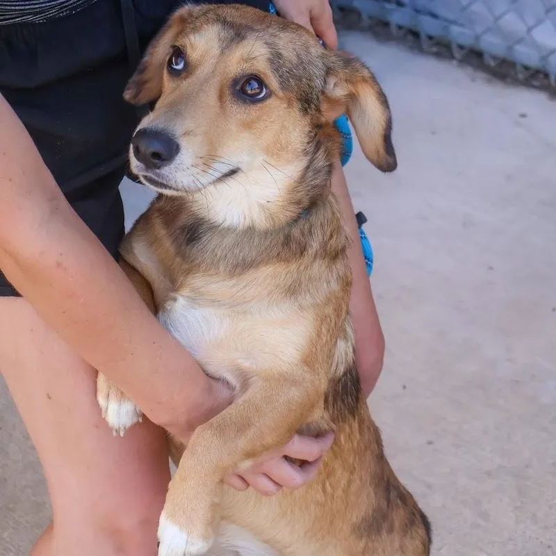 A young medium-sized male Corgi dog named Flapjack for adoption in Hollister, MO