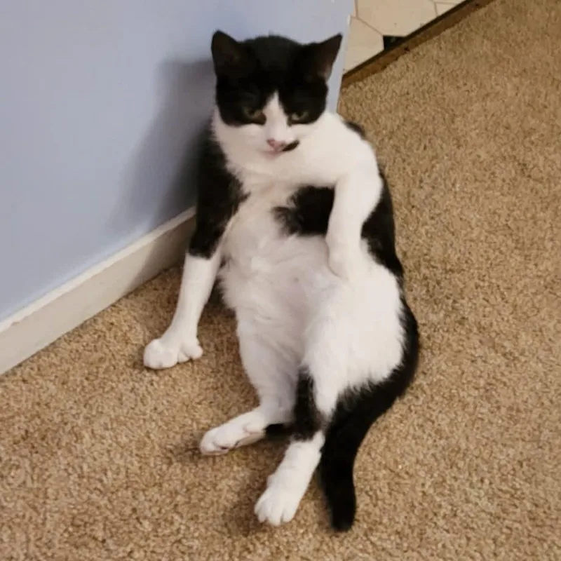 Moolissa thumbnail 2