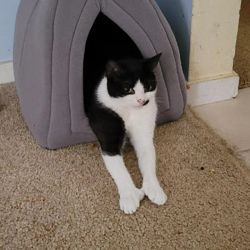 Moolissa thumbnail 3