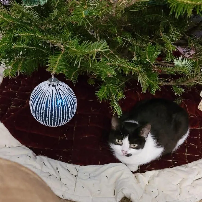 Moolissa thumbnail 4