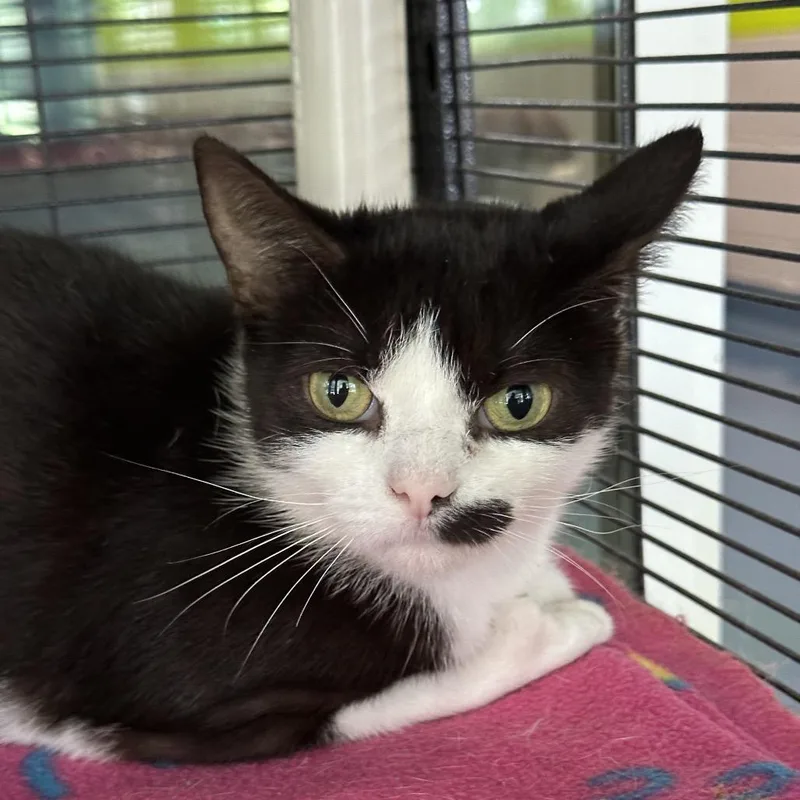 Moolissa thumbnail 5