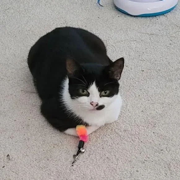 Moolissa thumbnail 6