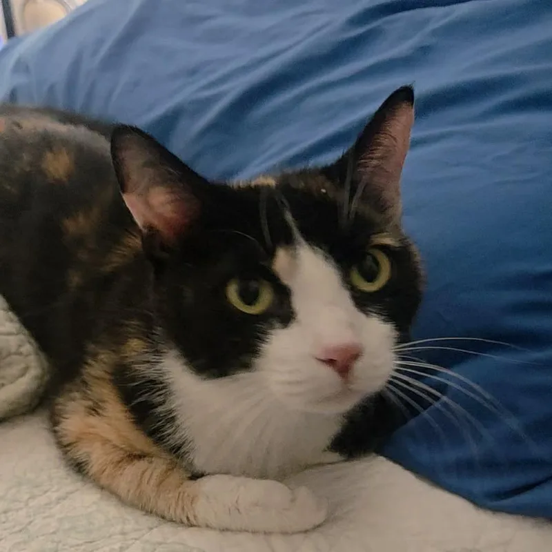 An adult small-sized female Calico Domestic Short Hair cat named Mamma Bean for adoption in Kingman, AZ