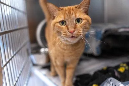 An adult small-sized female Domestic Short Hair cat named Genny for adoption in Golden Valley, MN