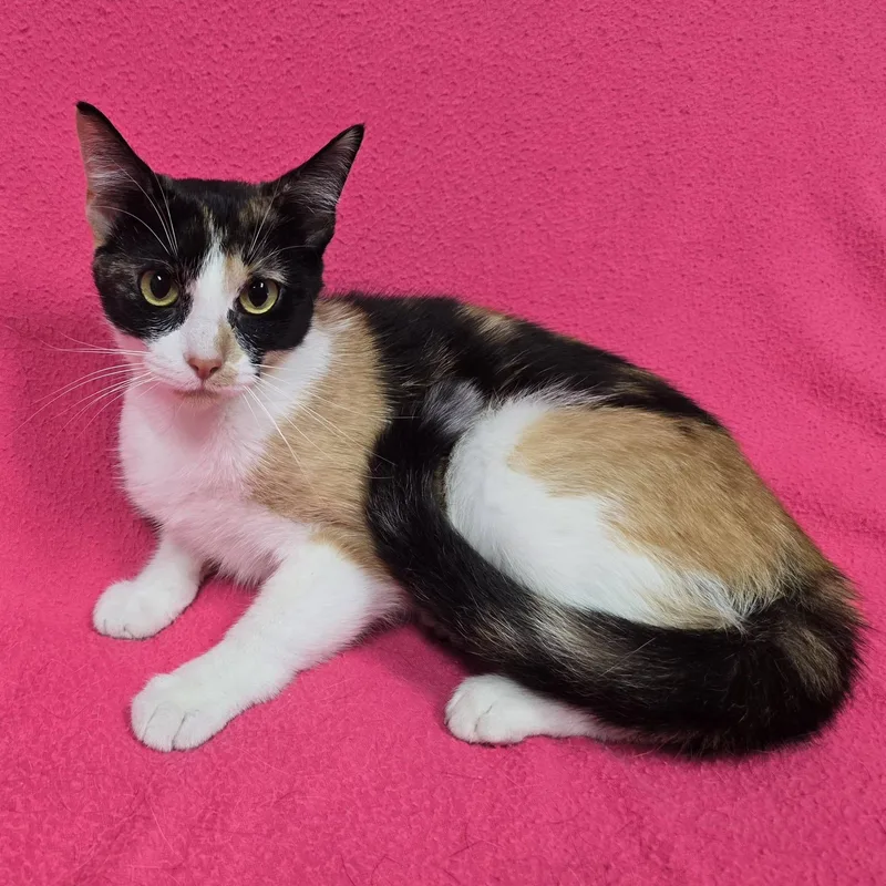 An adult medium-sized female Calico cat named Hera for adoption in Frankfort, IN