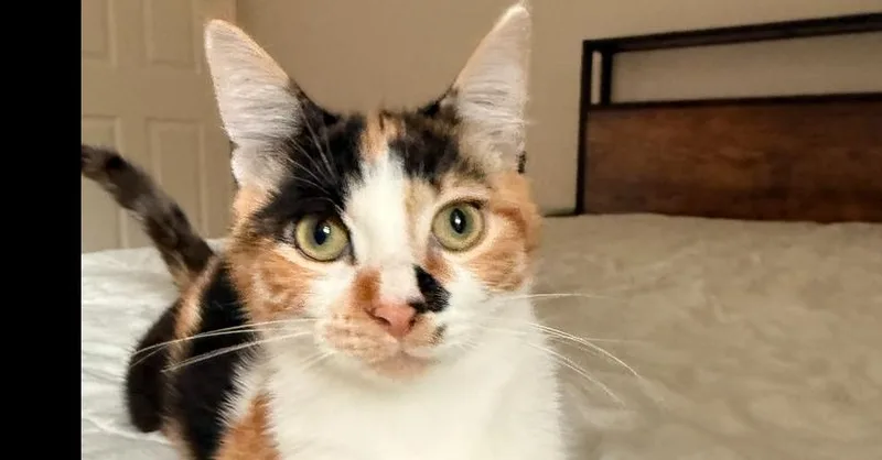 A baby small-sized female Calico cat named Marie Bonfamille for adoption in Austin, TX