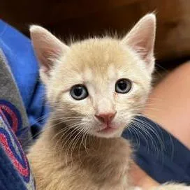 A baby small-sized male Buff / Tan / Fawn Domestic Short Hair cat named Larry for adoption in San Antonio, TX