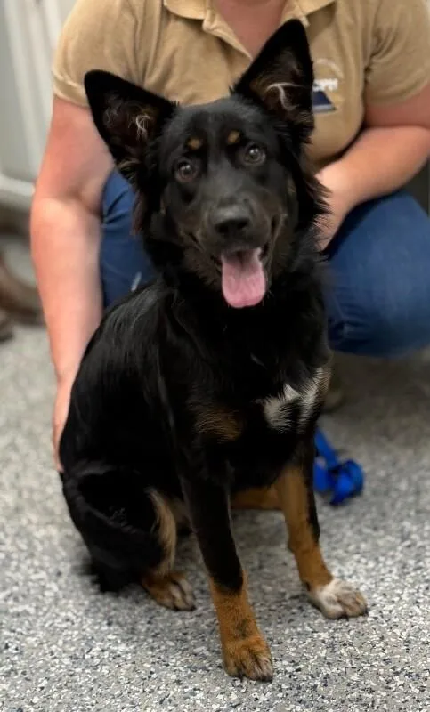 A young medium-sized female Black German Shepherd Dog dog named Nickey for adoption in Burgaw, NC
