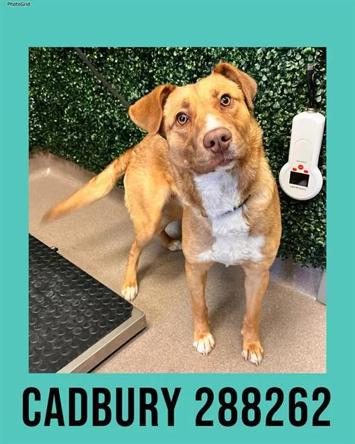 A young medium-sized male Mixed Breed dog named Cadbury for adoption in Macon, GA