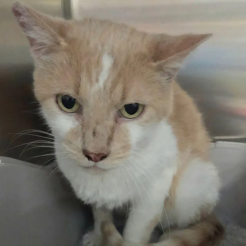 A senior medium-sized male Buff & White Domestic Short Hair cat named Alpine for adoption in Henderson, NV