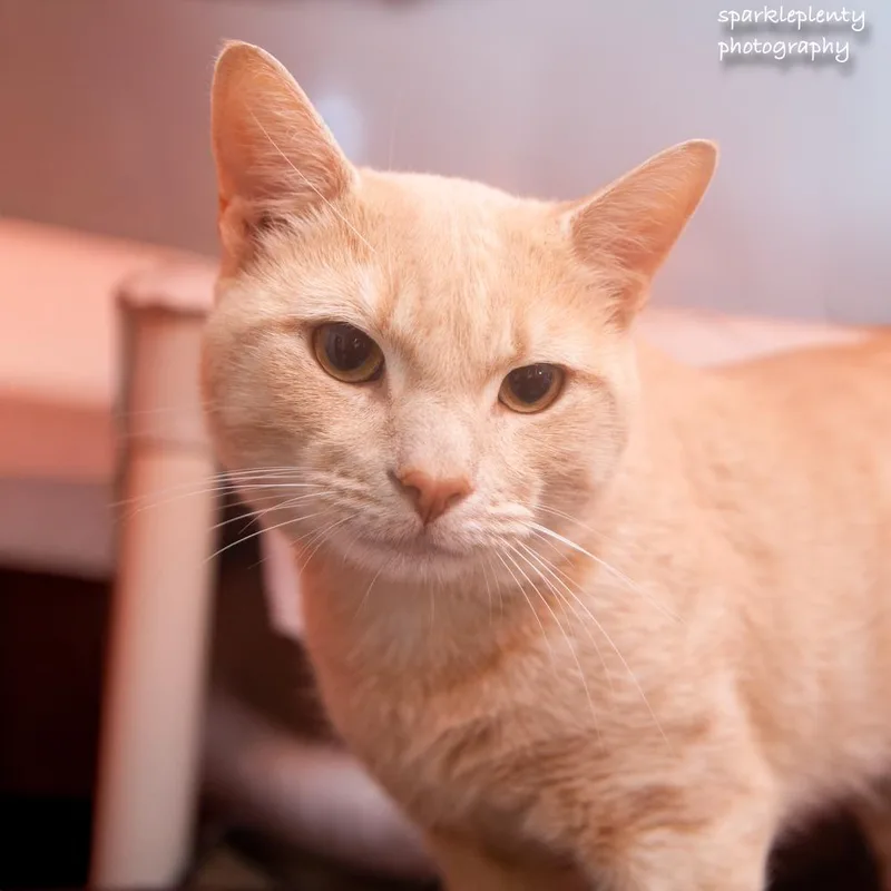 An adult medium-sized male Domestic Short Hair cat named Rumba for adoption in Ridgefield, CT