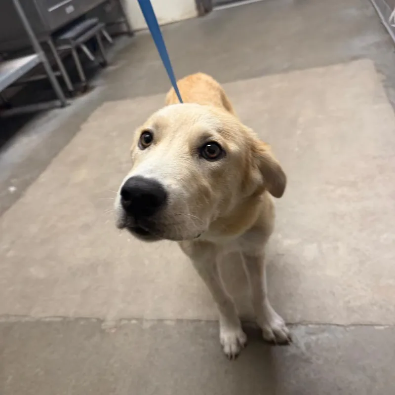 A young small-sized female Golden Retriever dog named Wilbur for adoption in Bryan, TX