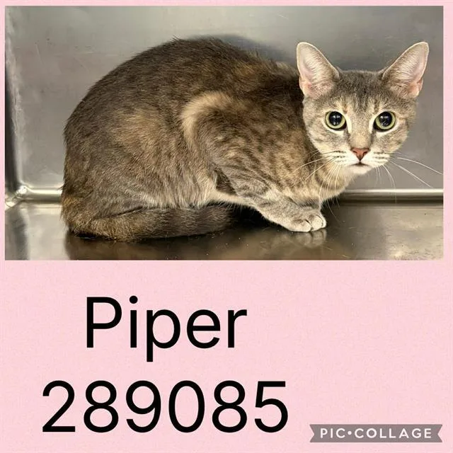 A young large-sized female Domestic Short Hair cat named Piper for adoption in Macon, GA