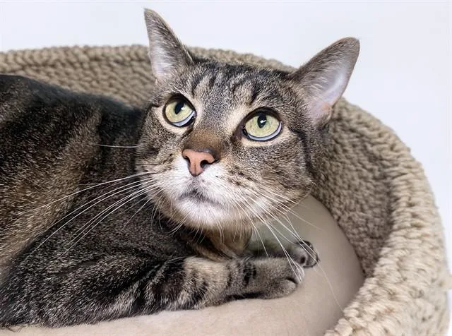 An adult medium-sized female Domestic Short Hair cat named Futaba for adoption in Fort Lauderdale, FL