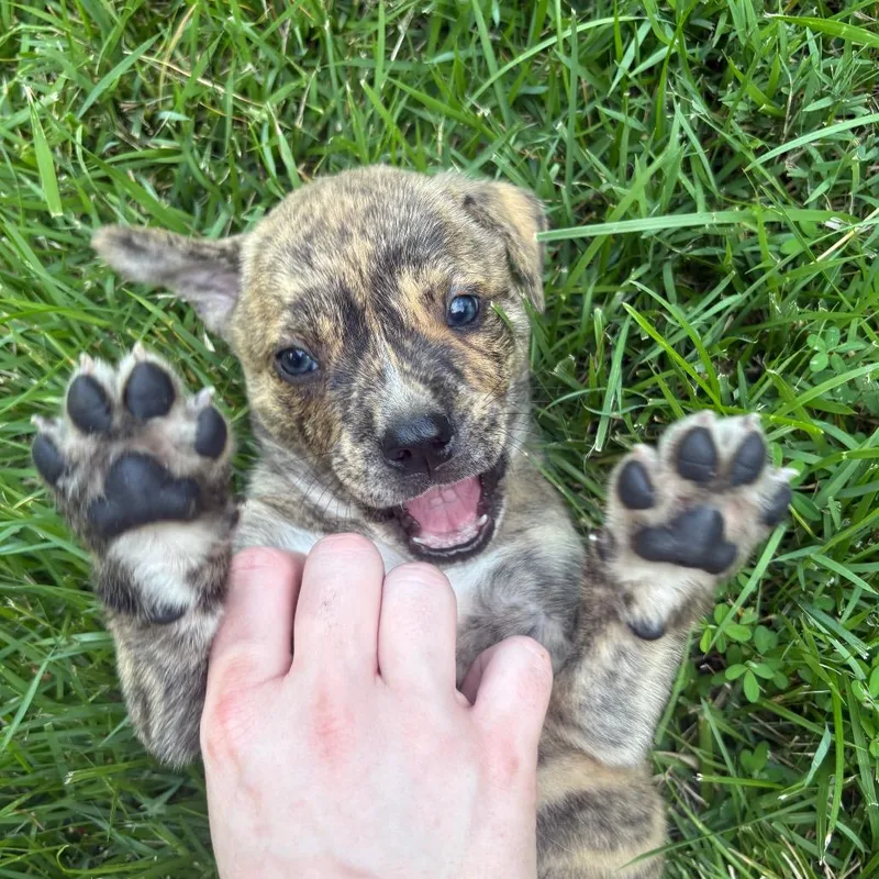 A baby small-sized male Mountain Cur dog named Clyde for adoption in Franklin, NC