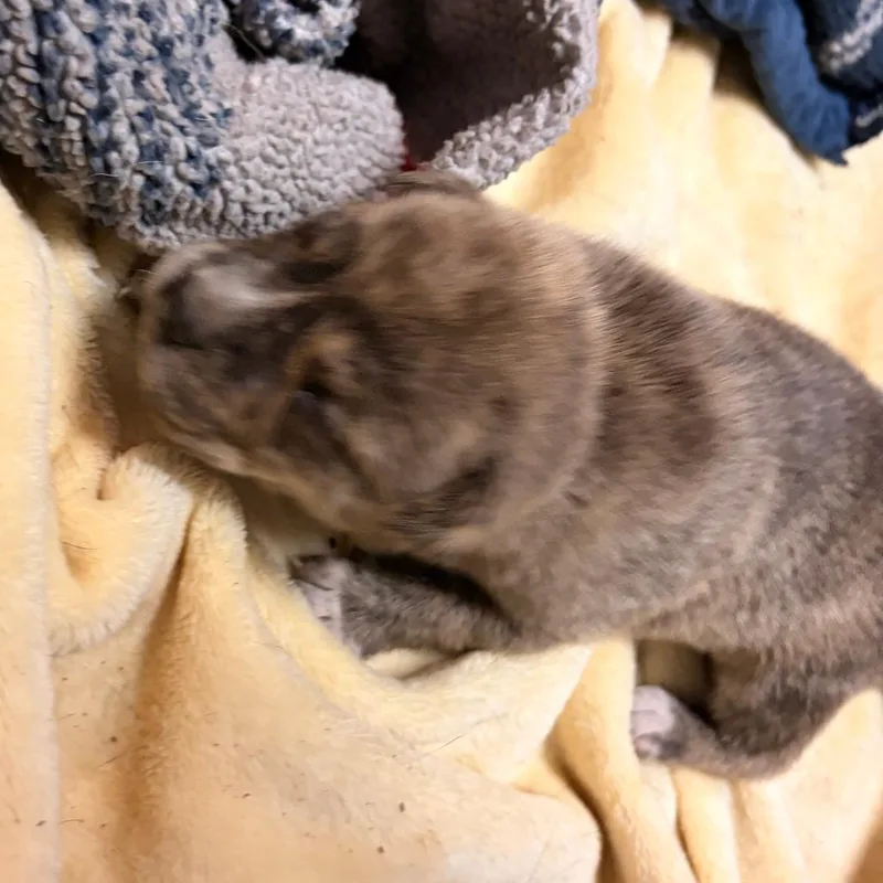 Clyde thumbnail 2