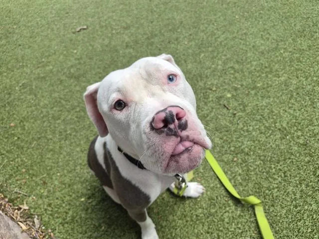 A young medium-sized female Boxer dog named Baby Girl for adoption in Omaha, NE