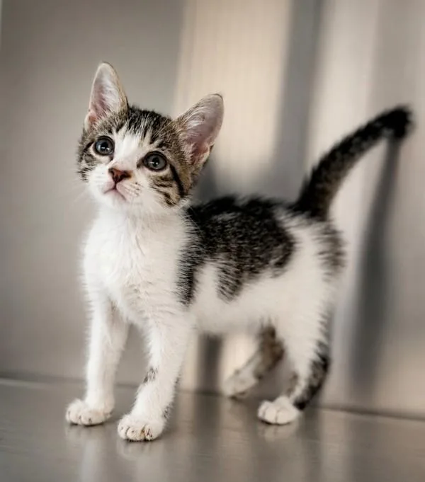 A baby small-sized male Domestic Short Hair cat named Oscar for adoption in Lafayette, LA
