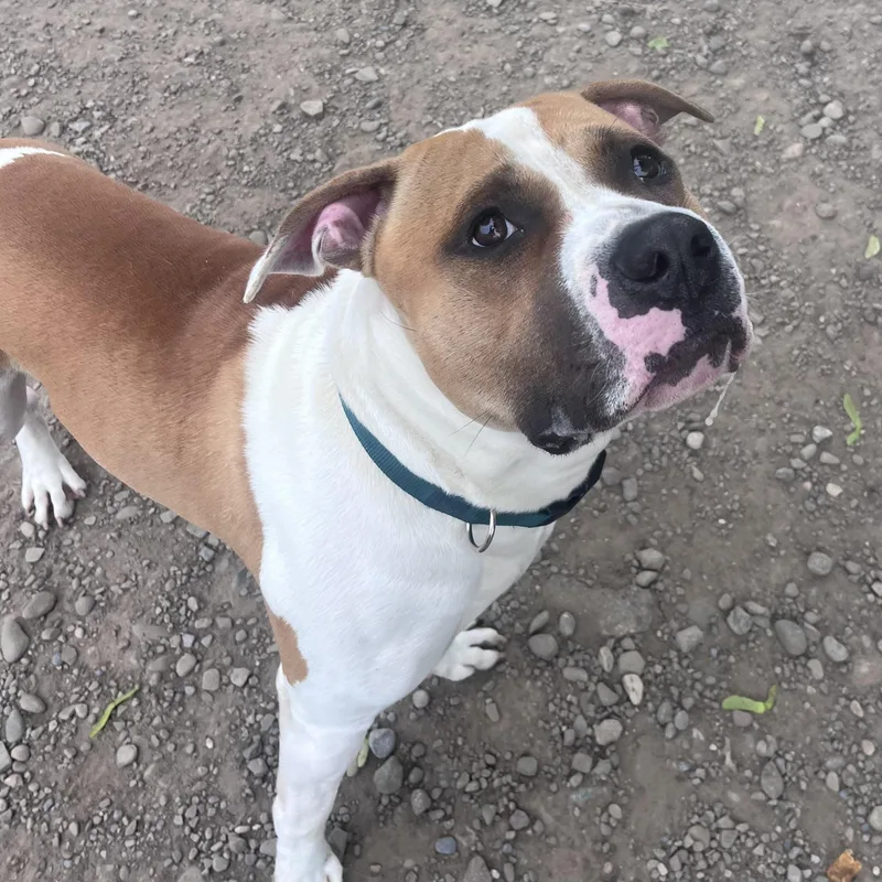 A young large-sized male Brown / Chocolate Pit Bull Terrier dog named Pupper for adoption in Buffalo, NY