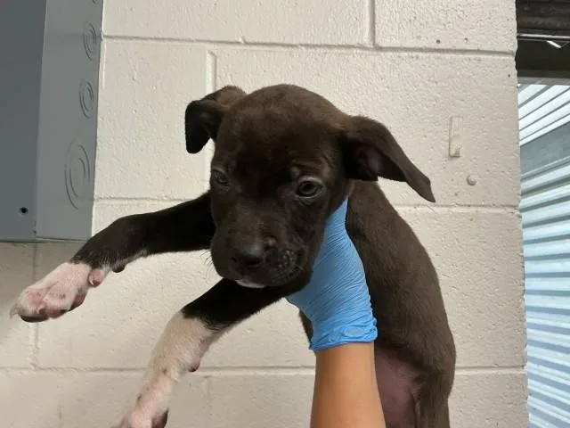 A baby small-sized male Pit Bull Terrier dog named Bronny for adoption in San Bernardino, CA