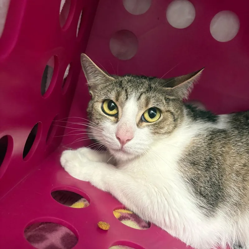 An adult small-sized female Brown / Chocolate Domestic Short Hair cat named Minnie for adoption in Brockton, MA