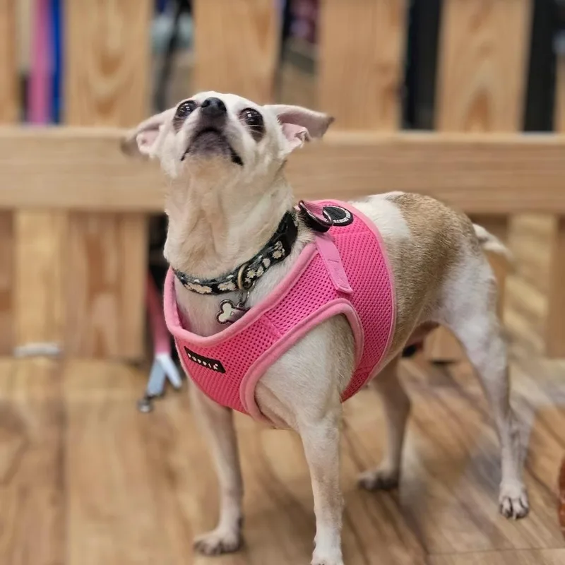 A senior small-sized female White / Cream Chihuahua dog named Daisy for adoption in Shelby, NC