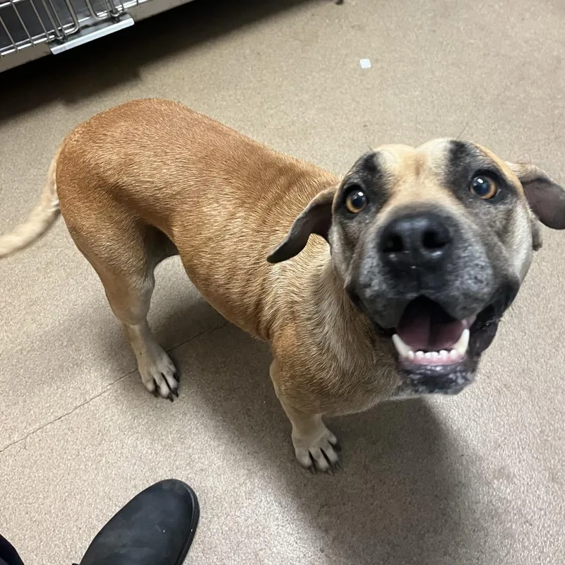 An adult medium-sized female Brown / Chocolate Mixed Breed dog named Fish Sticks for adoption in Chattanooga, TN
