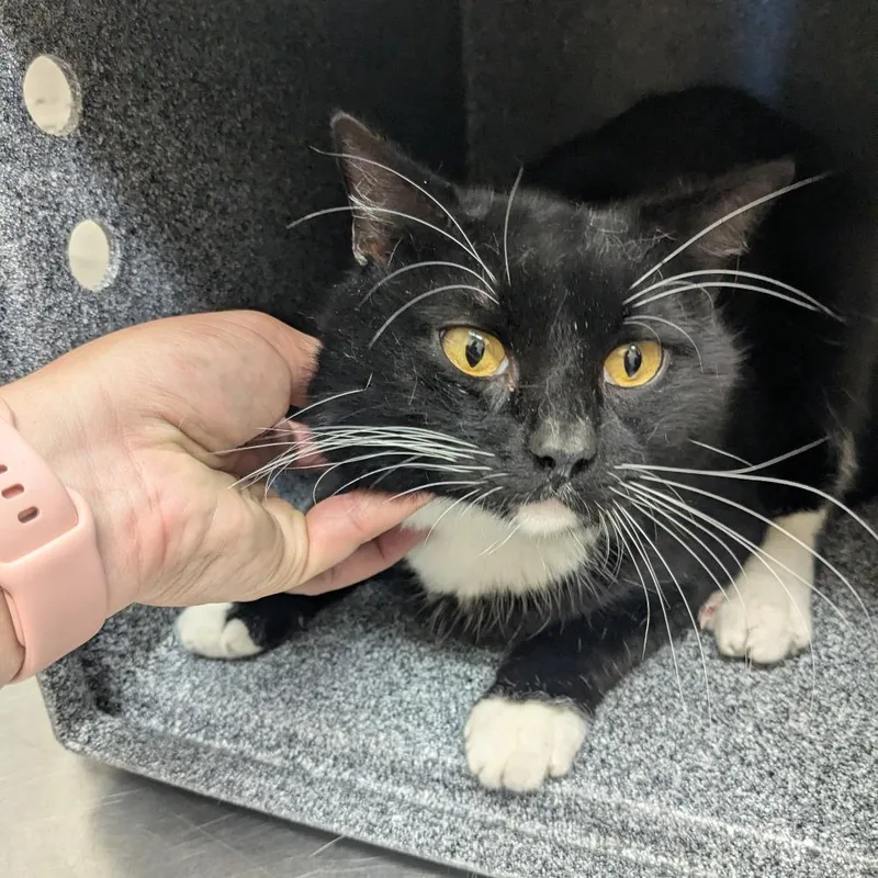 An adult medium-sized male Black Domestic Short Hair cat named Charles for adoption in Birmingham, AL