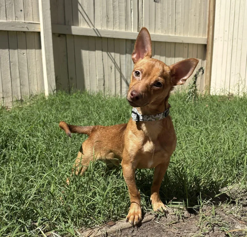 A young small-sized male Brown / Chocolate Miniature Pinscher dog named Bartley for adoption in Yorktown, VA