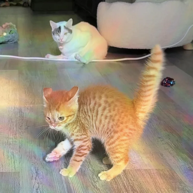 A baby small-sized female Tabby (Orange / Red) Domestic Short Hair cat named Voldy for adoption in Charlotte, NC