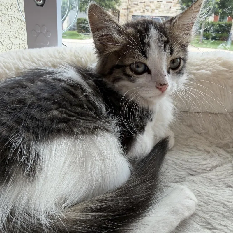 A baby small-sized female White Domestic Long Hair cat named Lune for adoption in San Antonio, TX