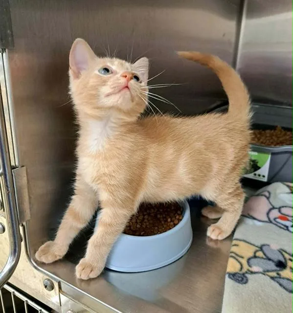 A baby small-sized female Domestic Short Hair cat named Harper Lee for adoption in Easton, MD
