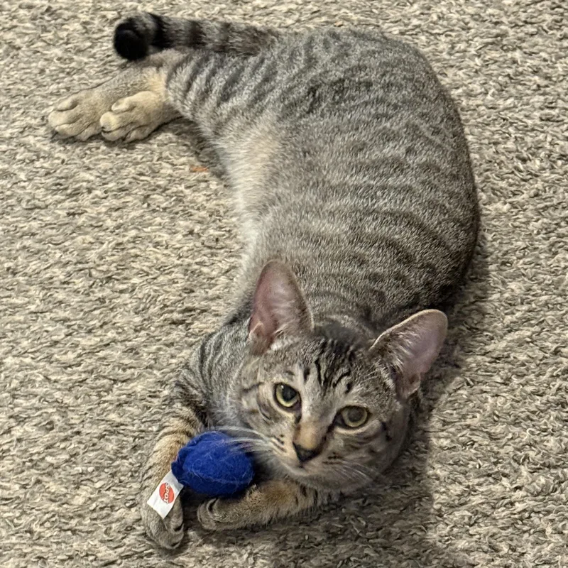 A young medium-sized male Domestic Short Hair cat named Lincoln for adoption in Ellensburg, WA