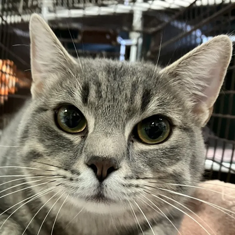 An adult medium-sized female Gray / Blue / Silver Domestic Short Hair cat named BluBelle for adoption in Las Cruces, NM
