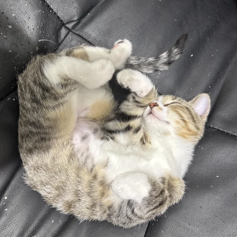 A baby medium-sized female Tabby (Gray / Blue / Silver) Domestic Short Hair cat named Churro for adoption in Springfield, MO