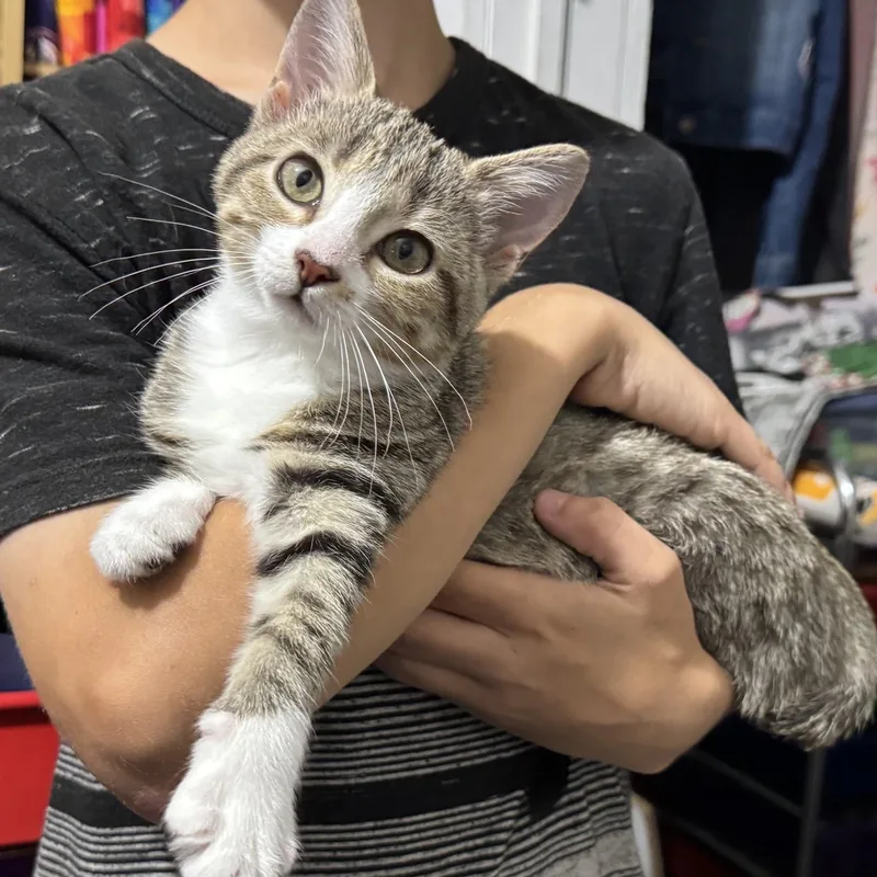 Churro thumbnail 4