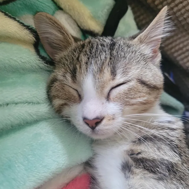 Churro thumbnail 5