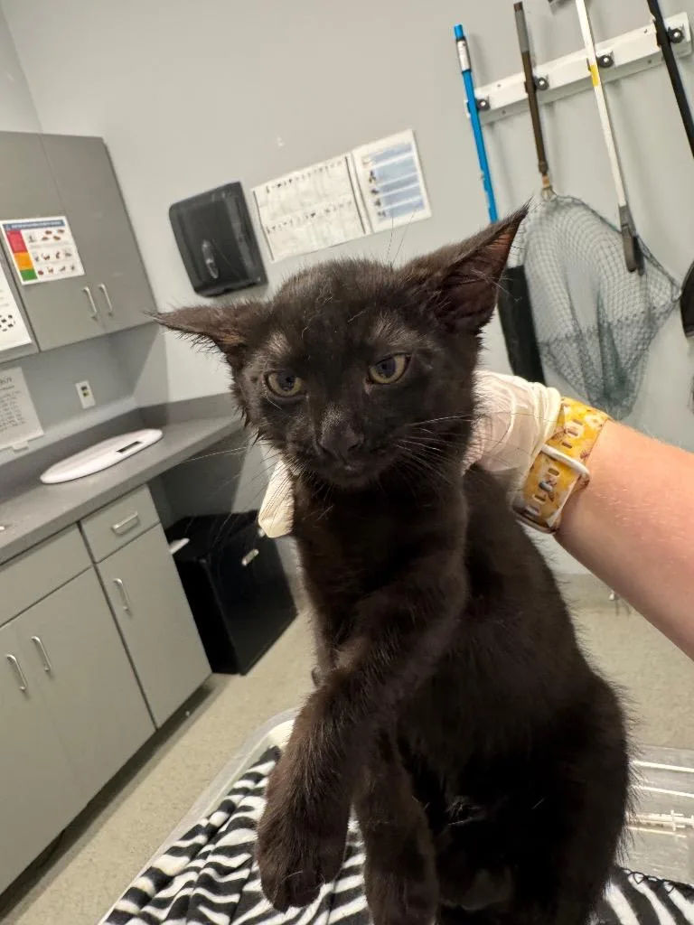 A baby medium-sized female Domestic Short Hair cat named Relish for adoption in Bloomington, IN
