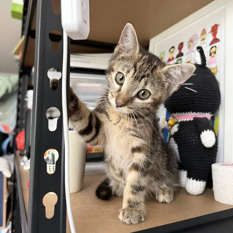 A baby small-sized female Tabby (Gray / Blue / Silver) Domestic Short Hair cat named Trout for adoption in brooklyn, NY