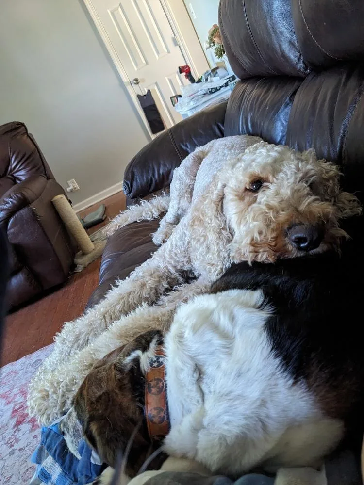 A young large-sized male Goldendoodle dog named Moose for adoption in Pulaski, TN