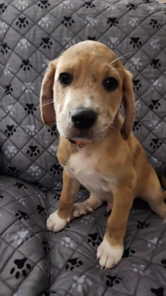 A baby large-sized male Mountain Dog dog named Rocket for adoption in St. Augustine, FL