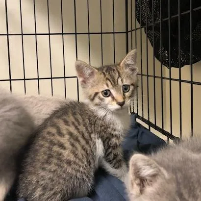 A baby small-sized male Brown / Chocolate Domestic Short Hair cat named Sugar for adoption in Novelty, OH