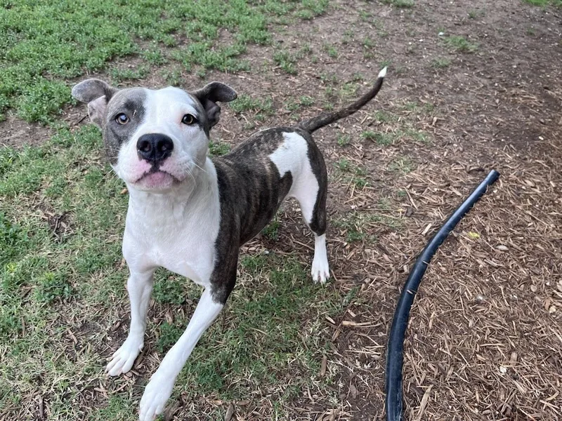 An adult medium-sized female Pit Bull Terrier dog named Reba A for adoption in Plano, TX