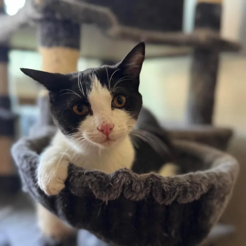 A baby medium-sized male Black Domestic Short Hair cat named Fred for adoption in Stoughton, WI