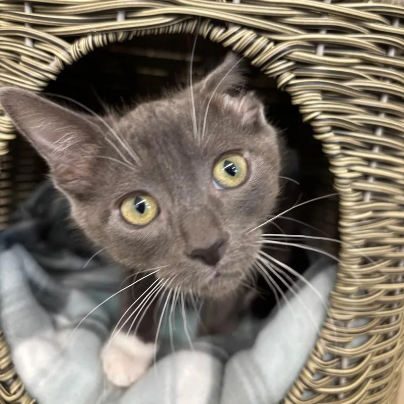 A baby small-sized male Gray / Blue / Silver Domestic Short Hair cat named Chip for adoption in Medford, OR
