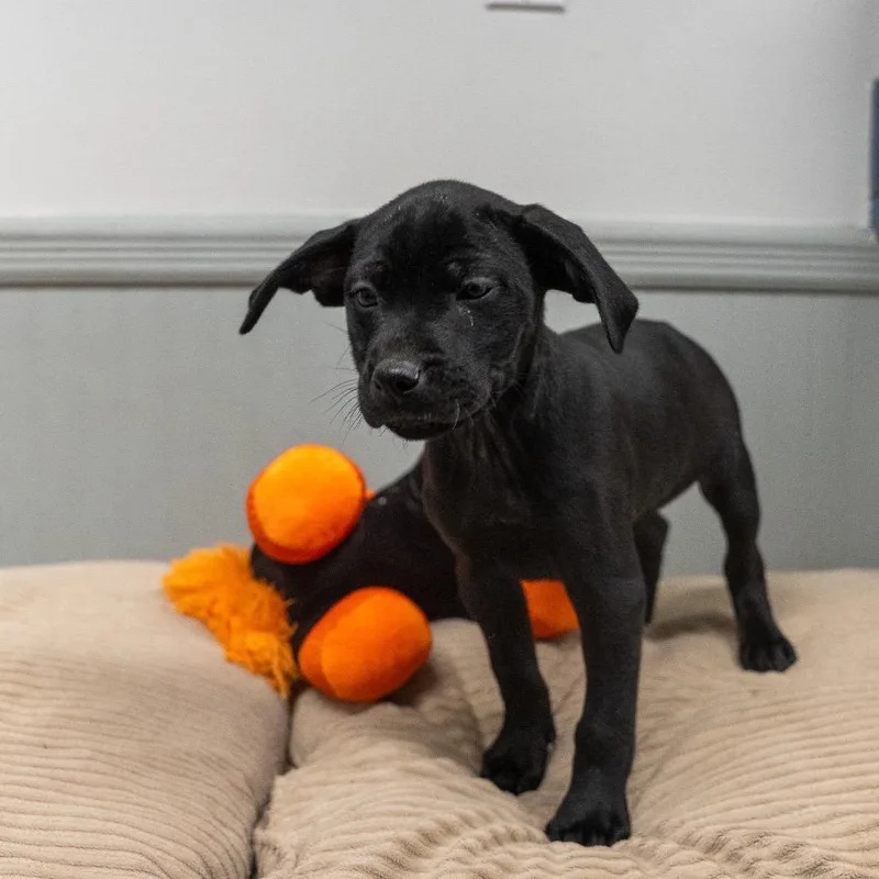 A baby medium-sized female Black Terrier dog named Marshmallow for adoption in Pawling, NY