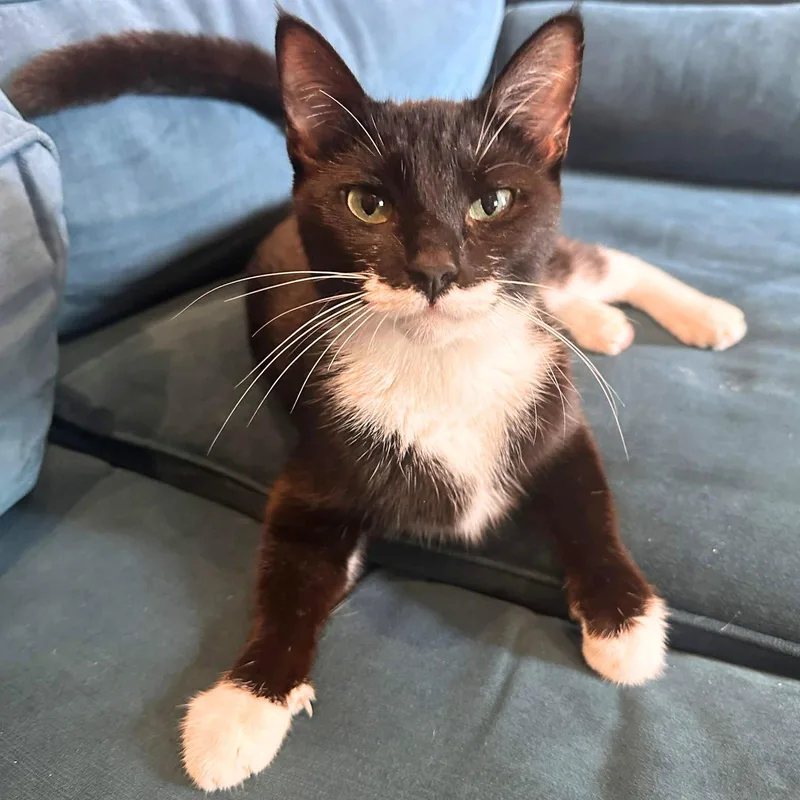 An adult medium-sized female Black & White / Tuxedo Domestic Short Hair cat named Mildred for adoption in Brooklyn, NY
