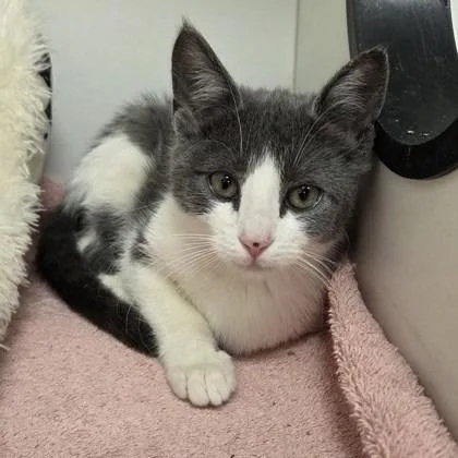 A baby small-sized female Domestic Short Hair cat named Janet for adoption in Voorhees, NJ