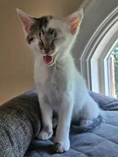 A young medium-sized female Tabby (Buff / Tan / Fawn) Tabby cat named Ophelia for adoption in Waxhaw, NC